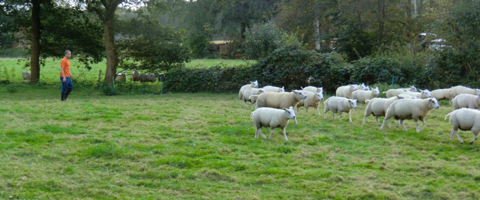 schapenhouderij