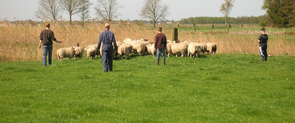 schapenhouderij